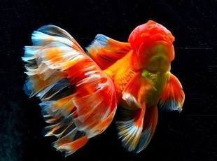 泰狮金鱼怎么养