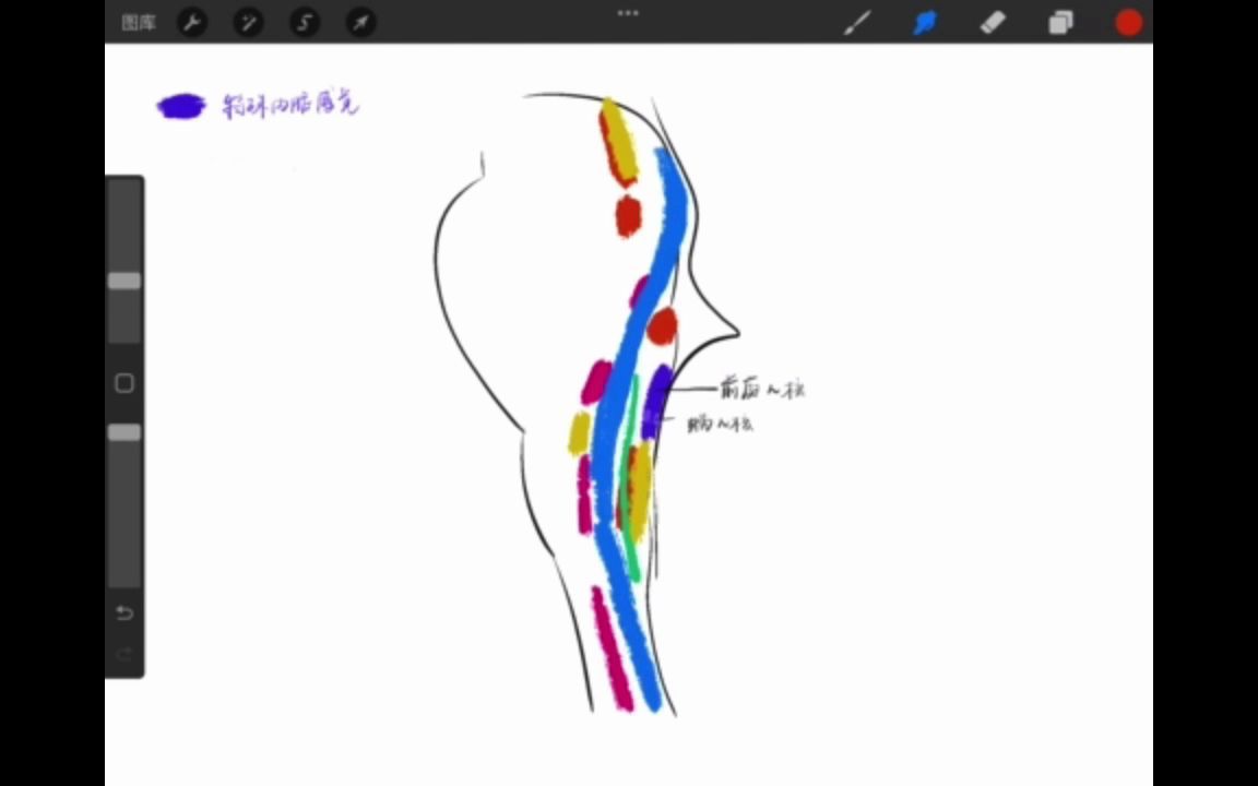 [图][系统解剖学]绘图讲解作业|脑干中的脑神经核orzz