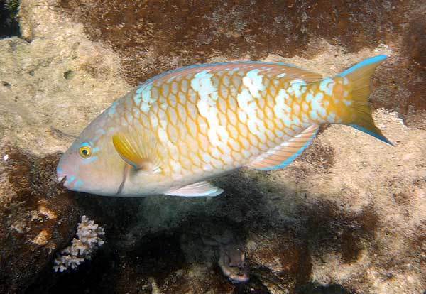 鹦嘴鱼属     scarus    鱼类(具体哪种不知) 下图为   青点鹦嘴鱼