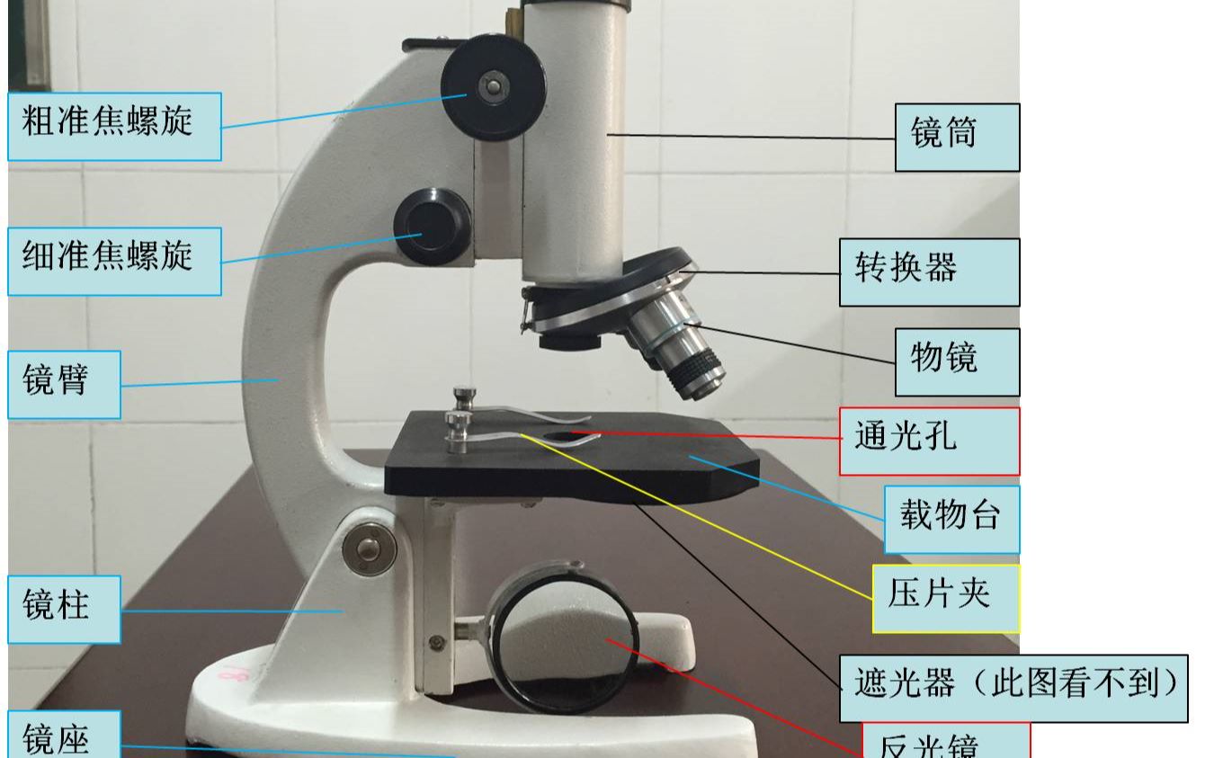 10 认识显微镜的结构哔哩哔哩上传时间 1年前时长 00 16中考生物实验