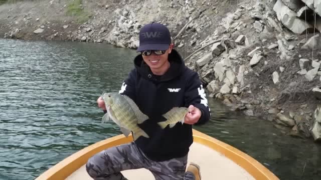 ewe路亚视频丨杨博分享罗非鱼的高效作钓!