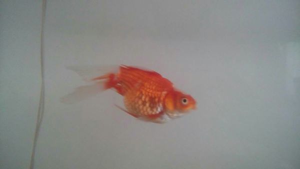 我家的金鱼是不是怀孕了,肚子那么大