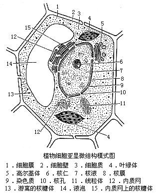 细胞亚显微结构图手工图片