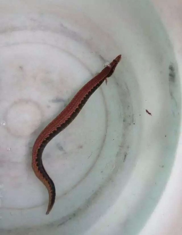 各位大神,有知道这是什么鱼吗