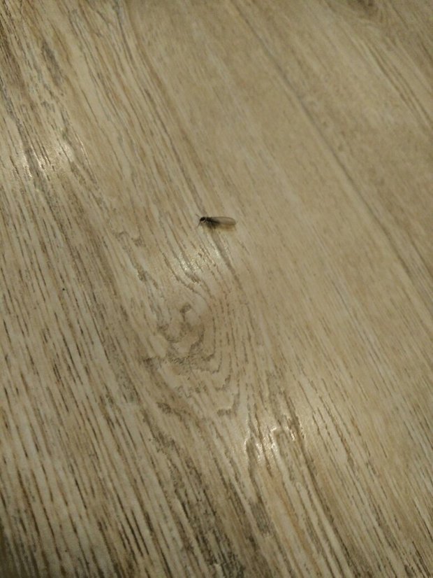 地板扁平白色虫子图片
