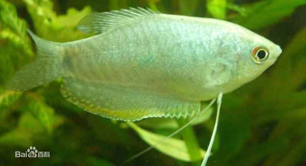 像招财鱼一样有两条丝鳍的是什么鱼?