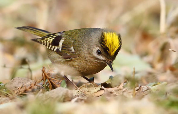 戴菊鸟长什么样子?求图片.