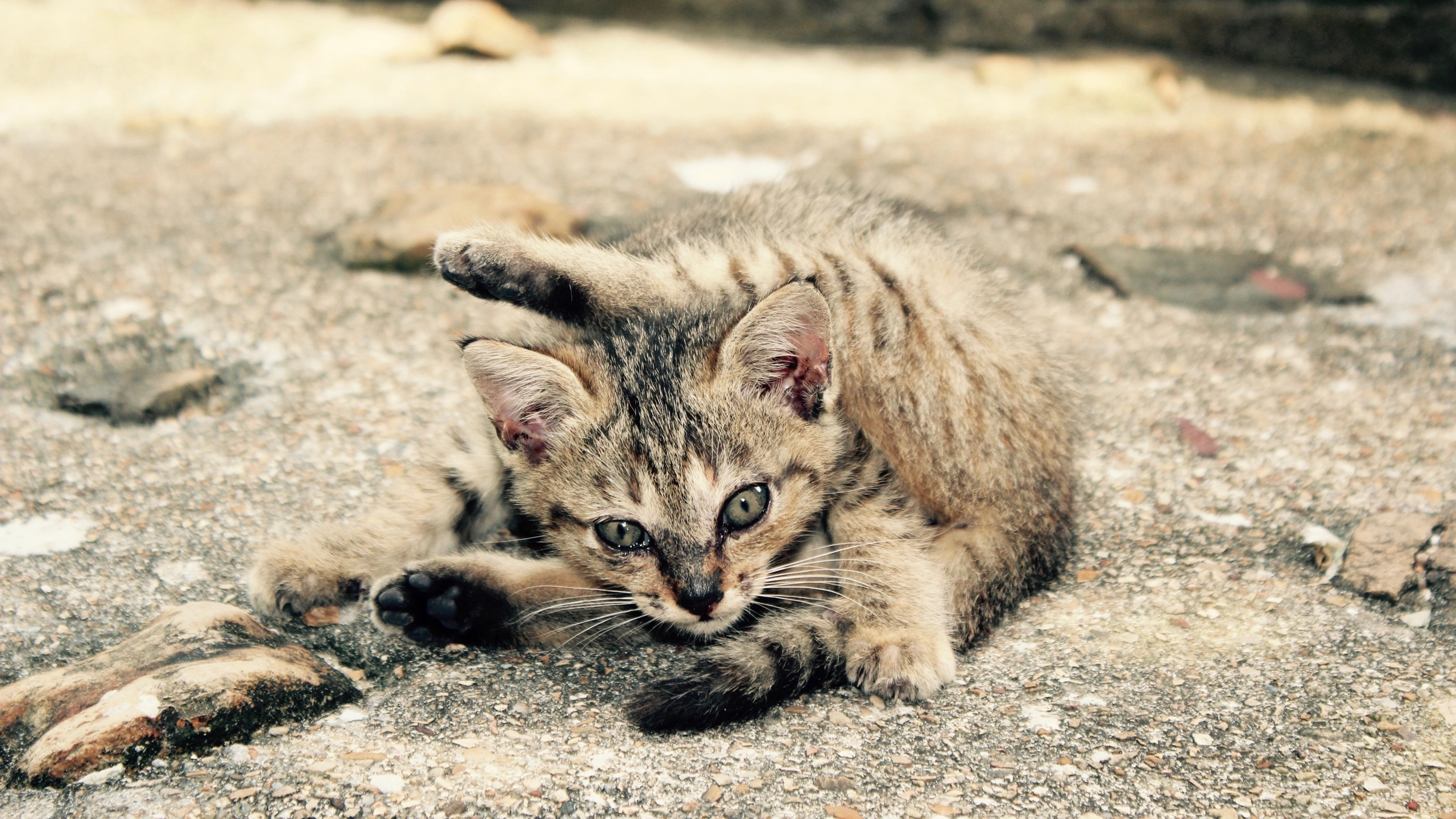 高清野外猫咪图片[图3]