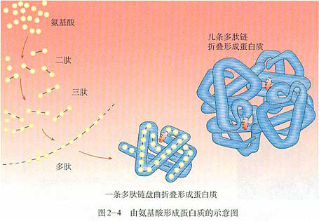 蛋白质形成示意图上红色的小块是什么就是肽链上的红色的药片一样的小