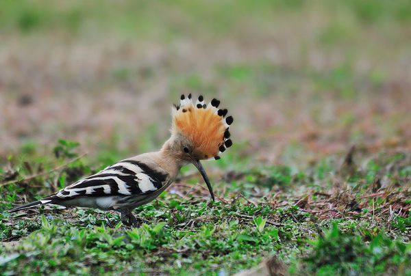 什么鸟一叫唤它的头顶羽毛像扇子张开,身体上的羽毛一道白一道黑的