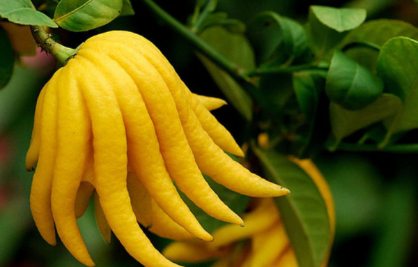 产浙江的称兰佛手(主产地在兰溪县),产福建的称闽佛手,产广东和广西的