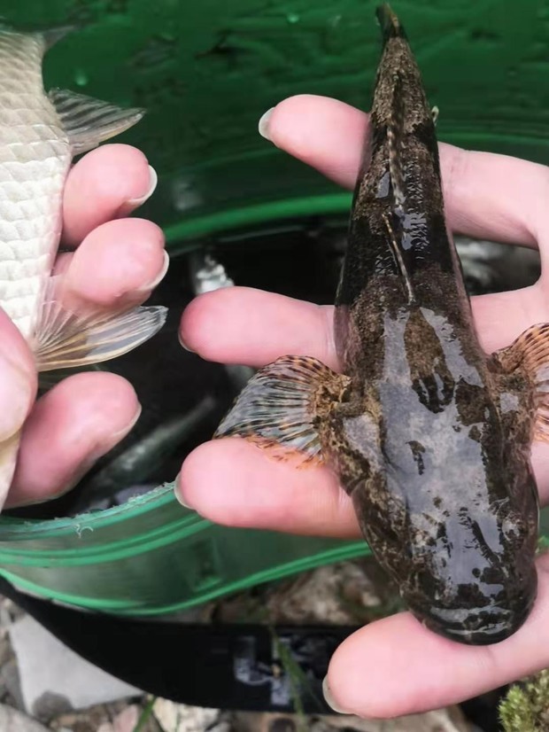 图片中的鱼学名叫什么?