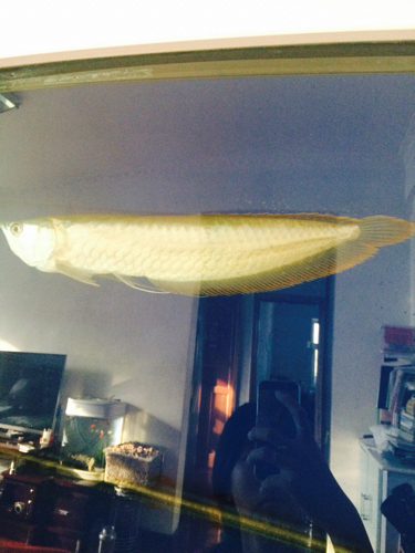 这是公鱼还是母鱼呢?身上有没有病啊?