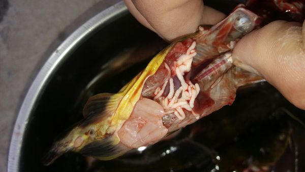 黄桑鱼肚子里面的白色的东西是什么一直没见过