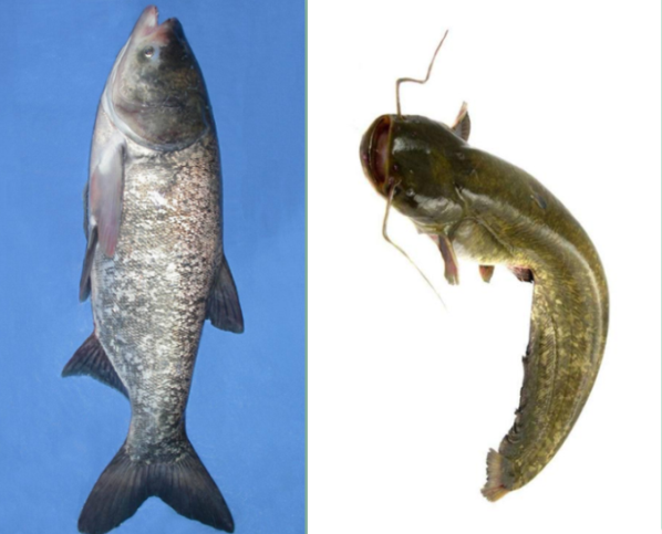 鲶鱼和鲢鱼有什么不一样