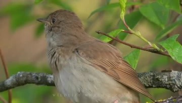 [图]夜莺的叫声响亮又空灵,被誉为“最美妙的自然之声” Nightingale song