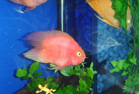 迷你鹦鹉鱼怎么养 迷你鹦鹉鱼繁殖条件