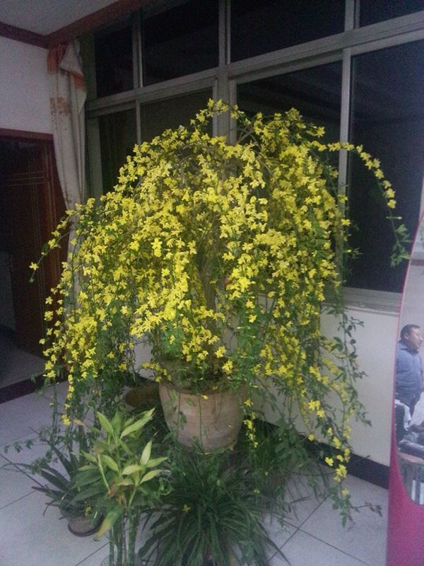 这盆迎春花值多少钱?