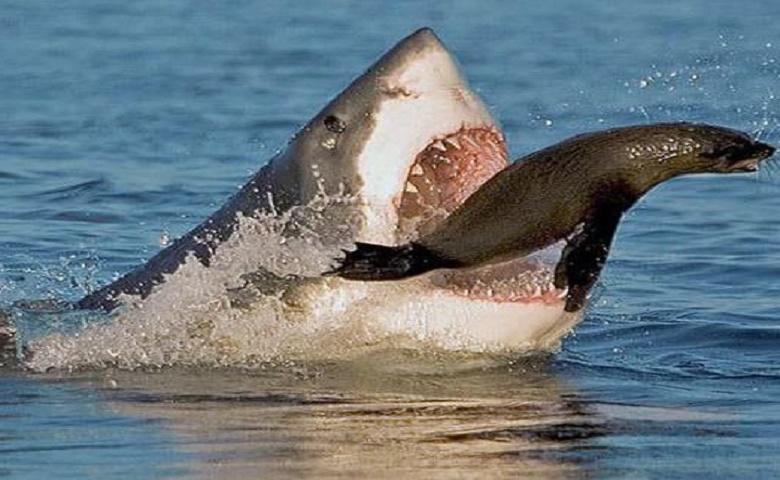 颠覆认知的大白鲨,看似凶悍残忍的大白鲨,其实是温顺的海洋宝宝