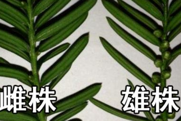 红豆杉公母区分动画图图片