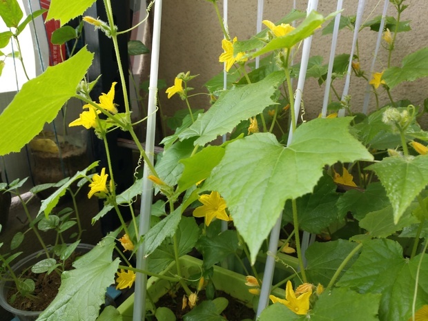 我在阳台上种的黄瓜怎么只开花不结果,好像没