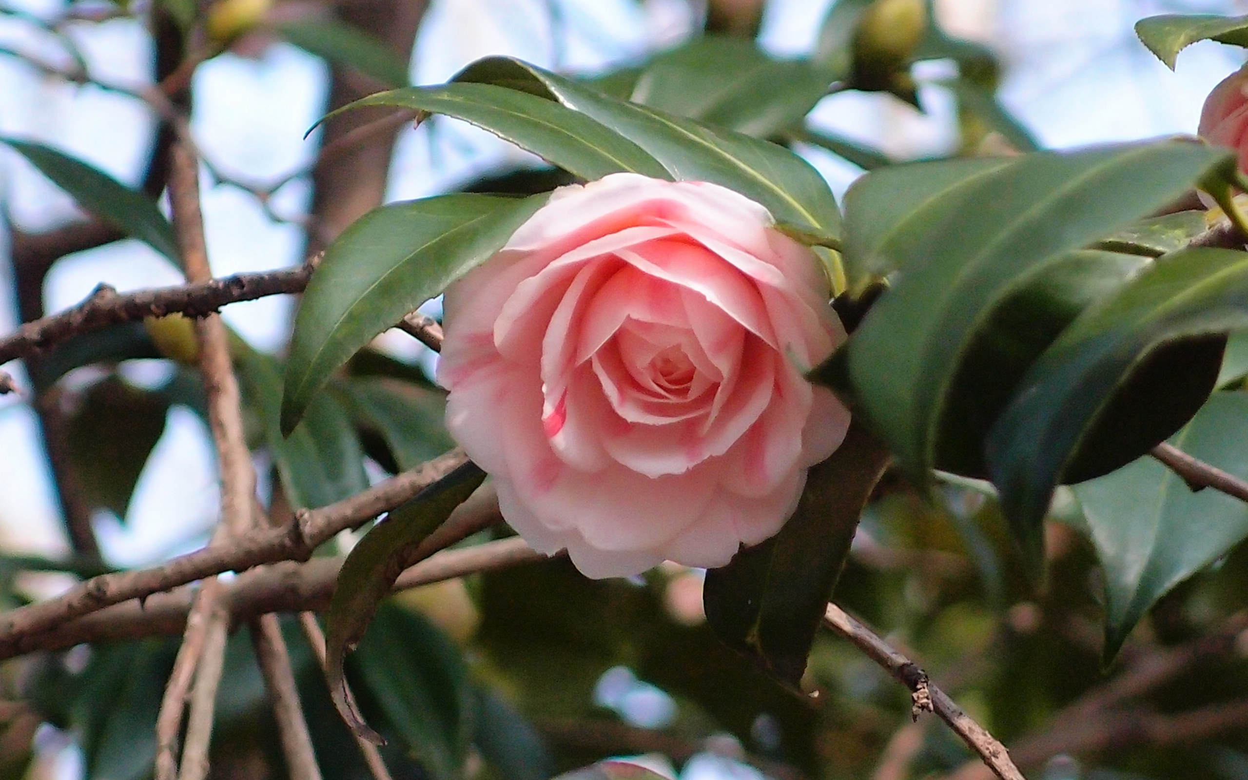 观赏茶花花卉桌面壁纸[图3]