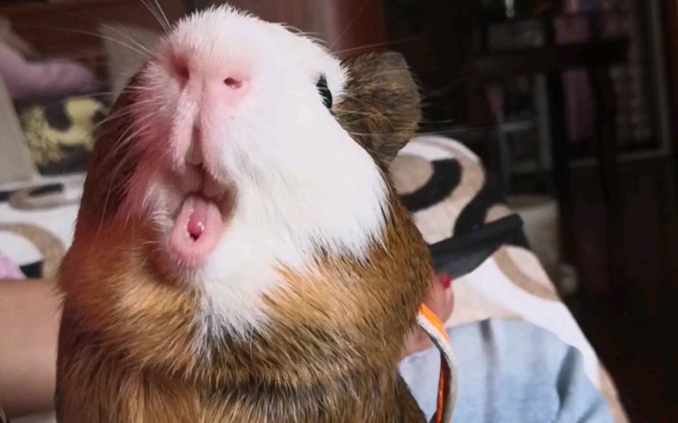 珍藏的豚鼠视频,我的快乐源泉!真不是表情包.