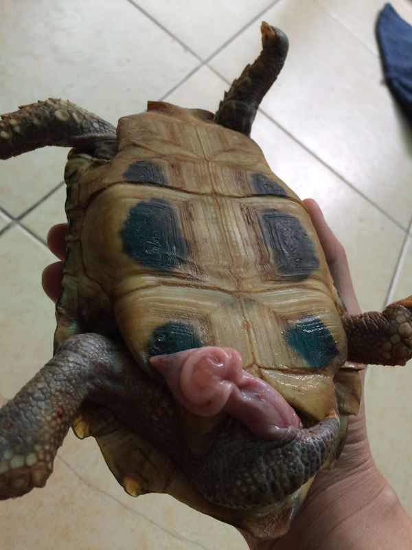 我家的象龟养了6年了,养到第三年的时候就发现