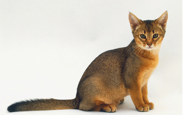 猫的品种是什么?