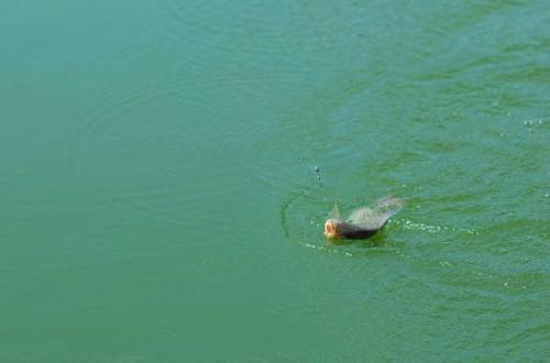 冬季钓鲫鱼打窝后多少时间可以开始钓