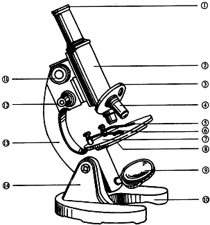 3 把玻片标本放在显微镜素描显微镜结构图显微镜的结构图绘制显微镜