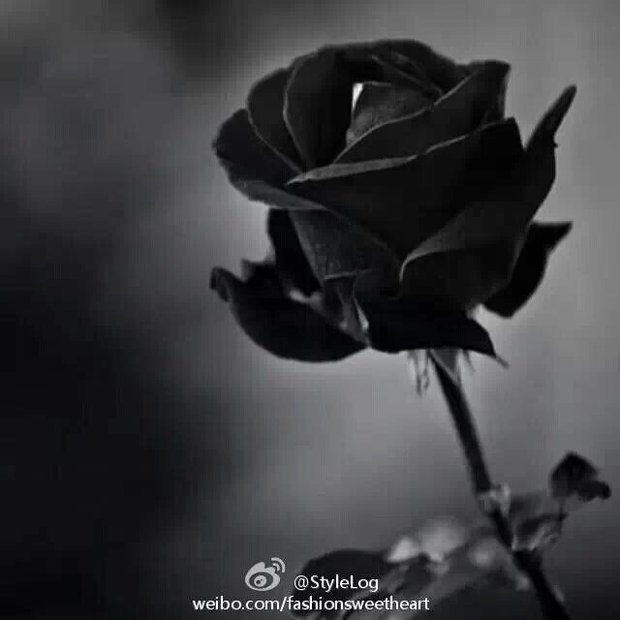 黑玫瑰花的花语是什么