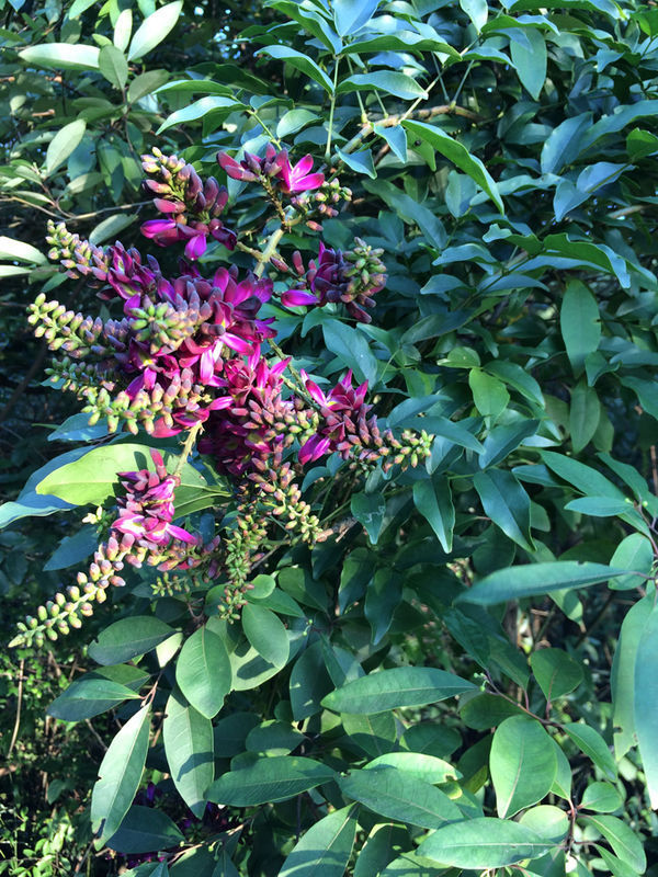 这植物叫什么多年生木本藤条会缠在其它的树上花和叶藤如图