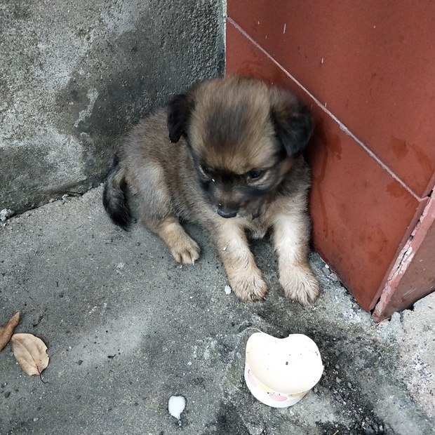 31 中華田園犬 中華田園犬(拉丁學名:canis lupus familiaris),傳統