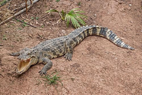 为什么说纽约的下水道里有鳄鱼?