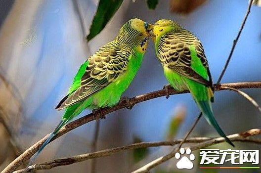 虎皮鹦鹉会叫吗 发出叫声是鹦鹉与生俱来的能