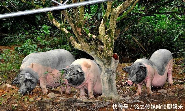 2019年12月生猪存栏