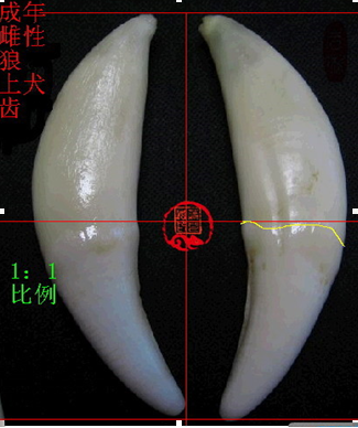 请高手鉴别狼牙真假?