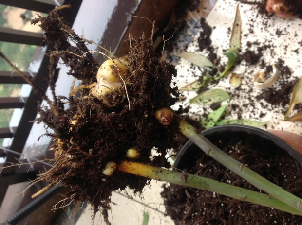 香水百合根球怎么处理_360问答