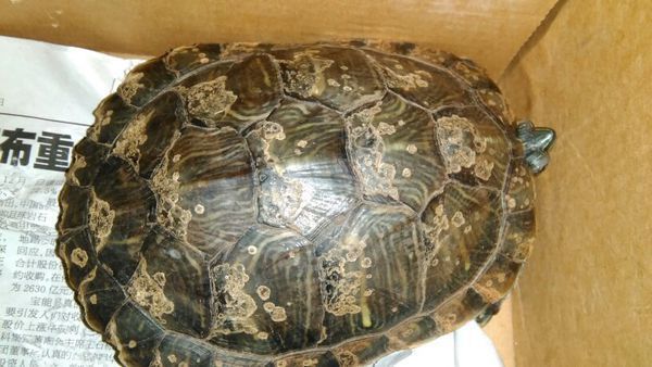 我的巴西龟,腐甲还是褪甲,求解答,怎么救它,前几