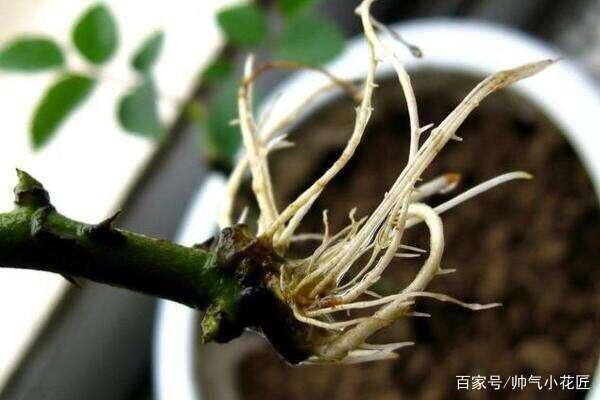 玫瑰花的茎的特点图片