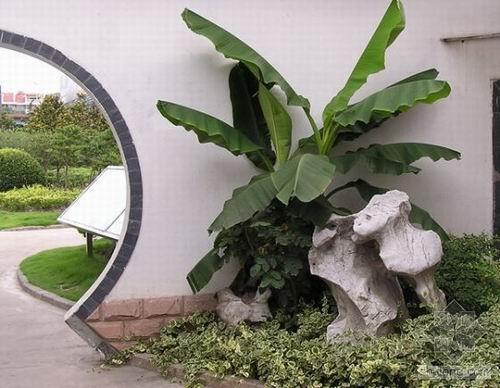 芭蕉,假山的寓意?