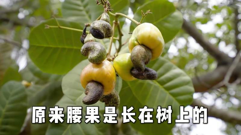 腰果是怎么 生长的?凭什么能卖这么贵?