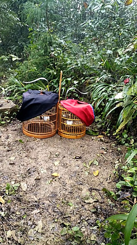 2017年12月5号画眉鸟隔丝打斗 左边大黑脚vs右边3600