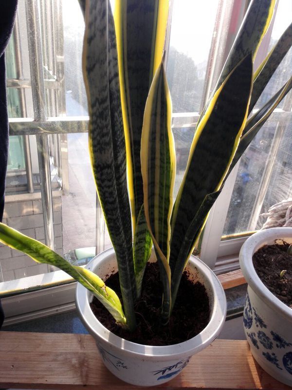 新买的虎皮兰没什么根,种下后要浇水么,是应该