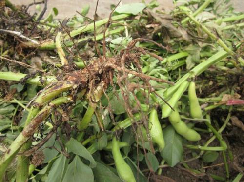 根瘤菌与大豆到底是什么关系?