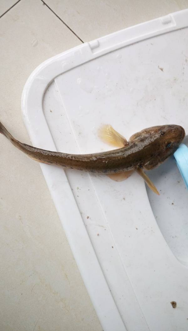 问下这是海边浅水里抓的.叫什么鱼啊.能吃吗?谢啦