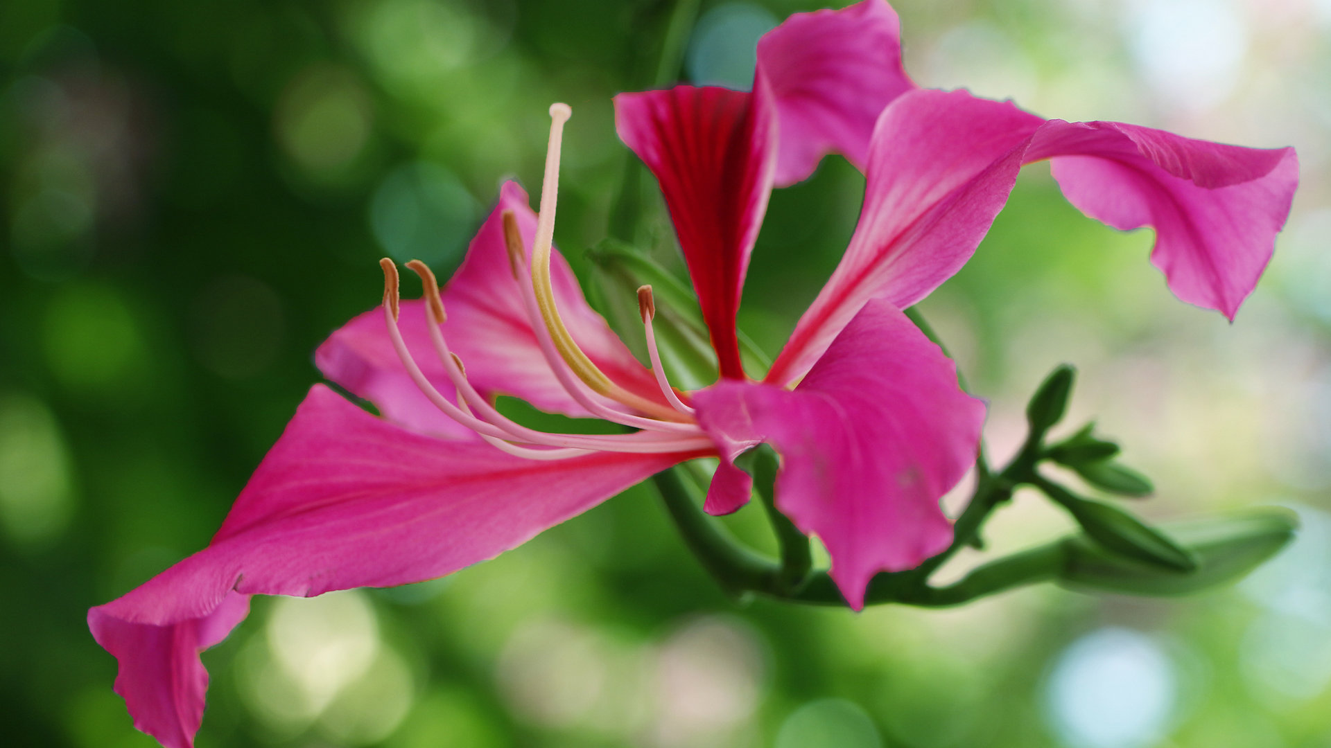 紫荆花花卉桌面壁纸[图12]