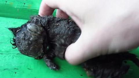 暴风雨后捡到奄奄一息的小奶猫 身上爬着 活蛆