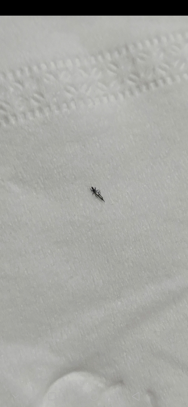 求知道这种是什么生物